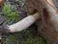 Vörös érdestinóru (Leccinum albostipitatum), Budai-hegység